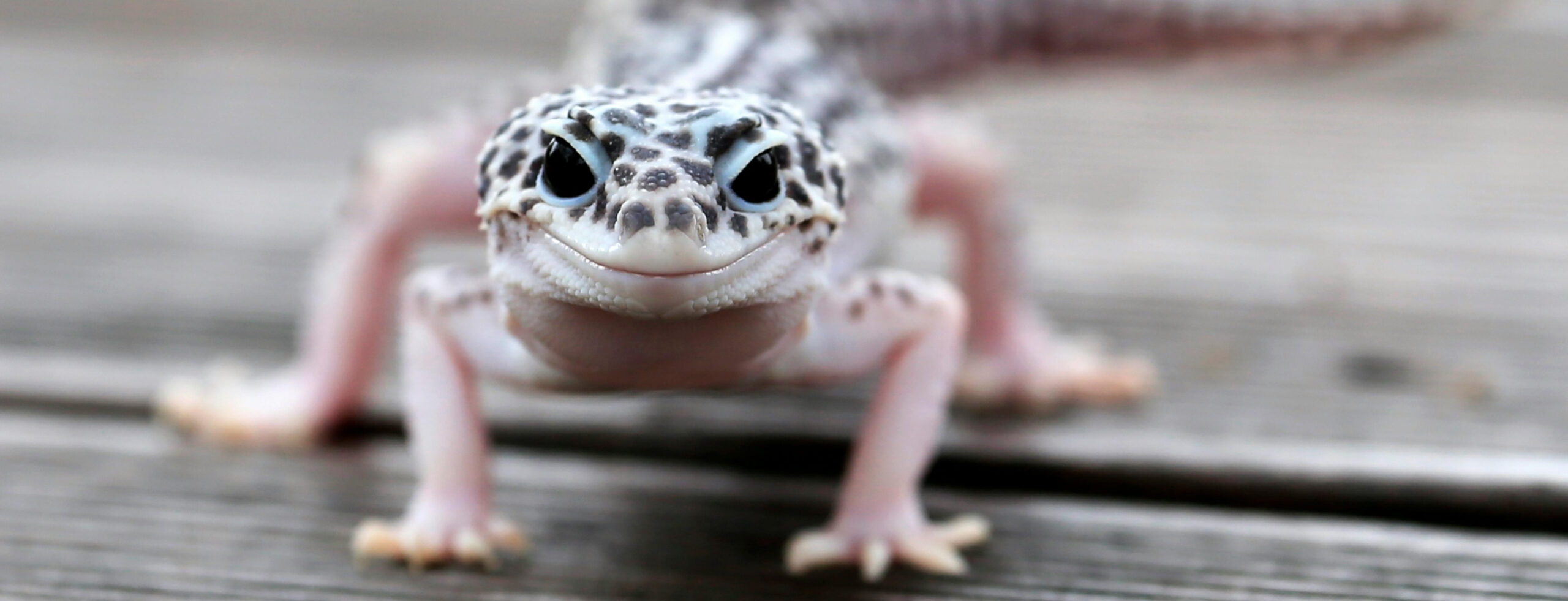 geckos for sale